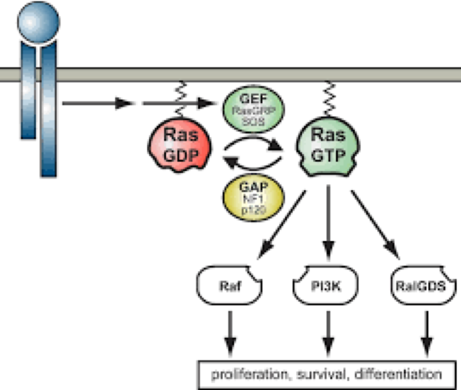 RAS Inhibitors FragmentBased Drug Design Domainex